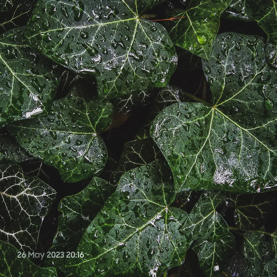 Noor’s phone photograph, frame 07, captured May 26, 2023.