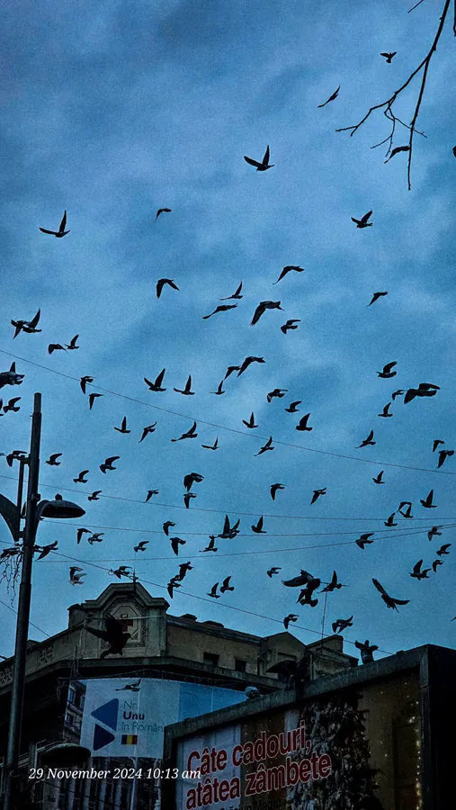 Noor’s phone photograph, frame 66, captured November 29, 2024.