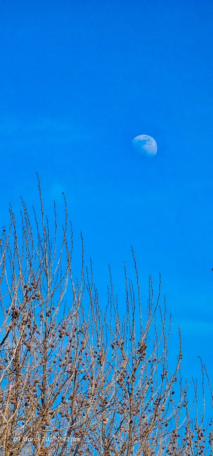 Noor’s phone photograph, frame 71, captured March 9, 2025.