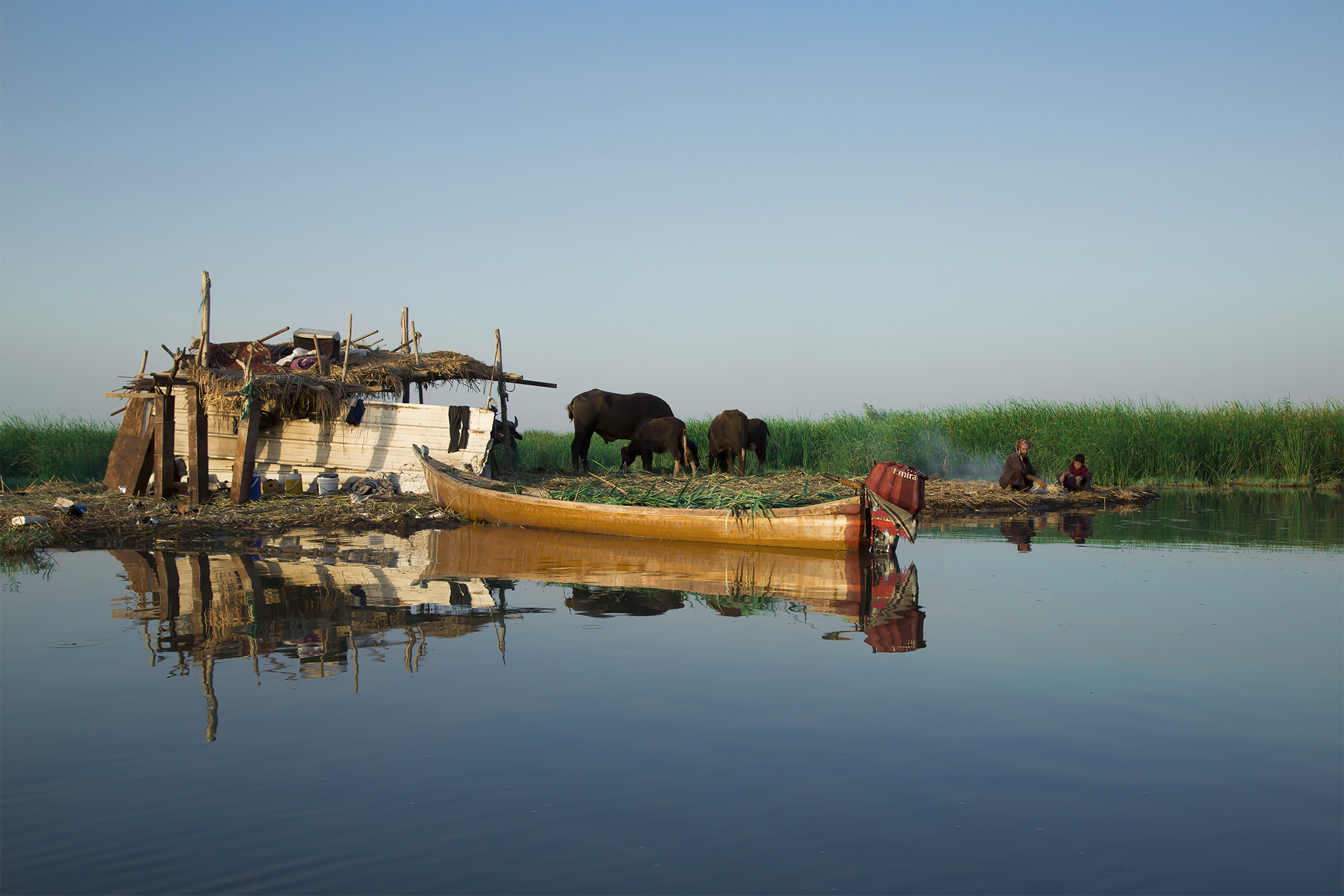 A boat and water buffalo in the Iraqi marshes, photographed by Taisir Mahdi